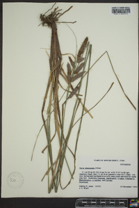 Carex glaucescens image