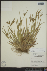 Carex glaucodea image