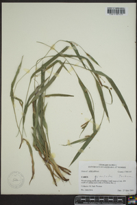 Carex glaucodea image