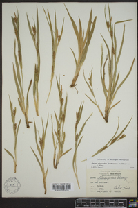 Carex glaucodea image