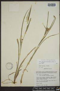 Carex glaucodea image