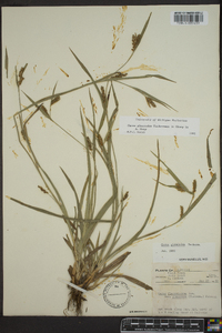 Carex glaucodea image