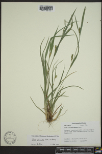 Carex glaucodea image