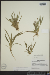 Carex glaucodea image