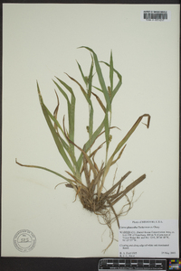 Carex glaucodea image