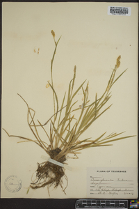 Carex glaucodea image