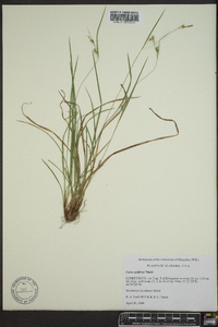 Carex godfreyi image