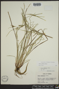 Carex godfreyi image