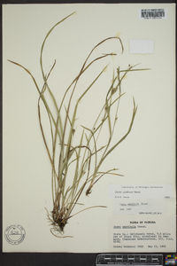 Carex godfreyi image