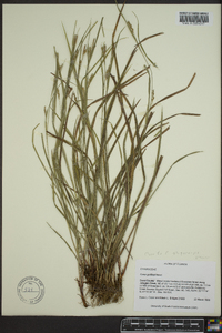 Carex godfreyi image