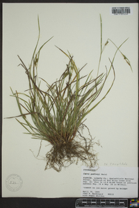 Carex godfreyi image