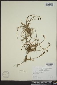 Carex gmelinii image