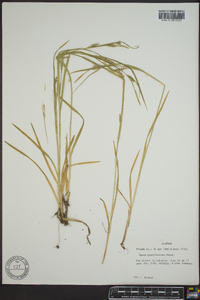 Carex gmelinii image