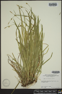 Carex gracilescens image