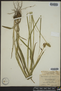 Carex gravida image