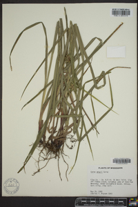 Carex grayi image