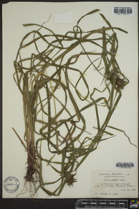 Carex grayi image