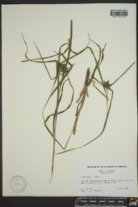 Carex grayi image