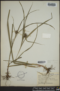 Carex grayi image