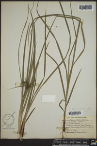 Carex grayi image