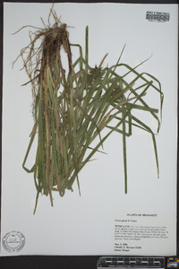 Carex grayi image