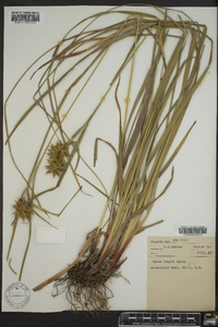 Carex grayi image