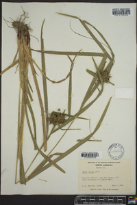 Carex grayi image