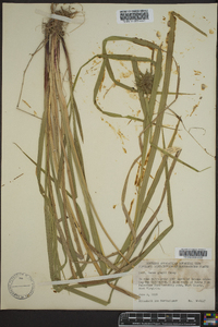 Carex grayi image