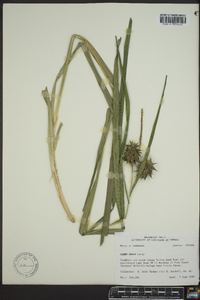 Carex grayi image