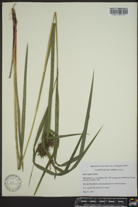 Carex grayi image