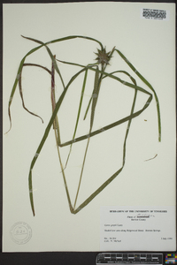 Carex grayi image