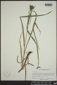 Carex grayi image