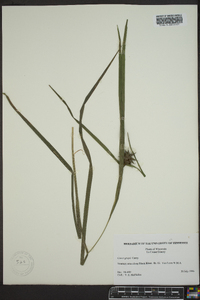 Carex grayi image