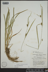 Carex grisea image