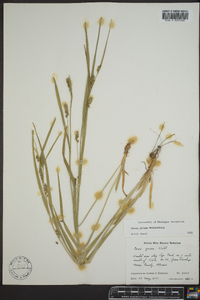 Carex grisea image