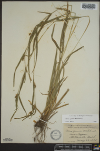 Carex grisea image