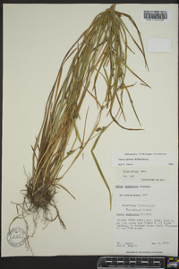 Carex grisea image