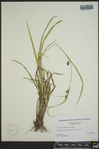 Carex grisea image