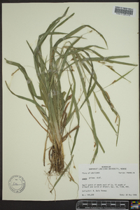 Carex grisea image