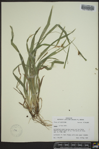 Carex grisea image