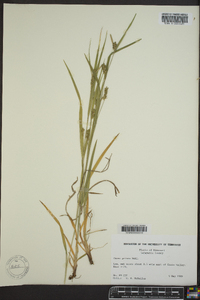 Carex grisea image