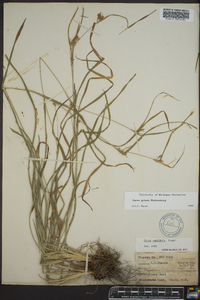 Carex grisea image