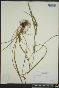 Carex grisea image