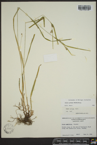 Carex grisea image