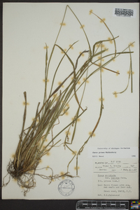 Carex grisea image