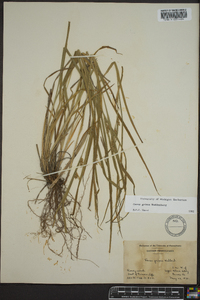 Carex grisea image