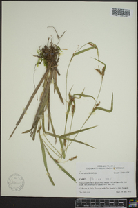 Carex grisea image