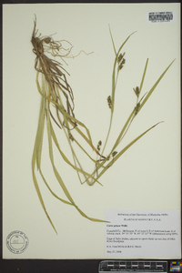 Carex grisea image