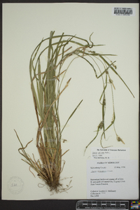 Carex grisea image