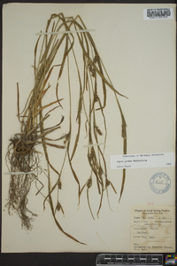 Carex grisea image